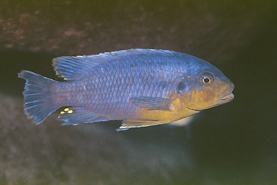 Petrotilapia sp. 'likoma variable' Masimbwe Island
